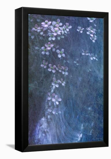 Clematis Cascade-Doug Chinnery-Framed Premier Image Canvas