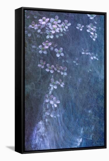 Clematis Cascade-Doug Chinnery-Framed Premier Image Canvas