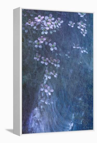 Clematis Cascade-Doug Chinnery-Framed Premier Image Canvas