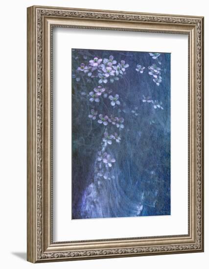 Clematis Cascade-Doug Chinnery-Framed Photographic Print