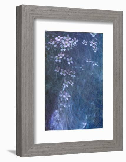 Clematis Cascade-Doug Chinnery-Framed Photographic Print