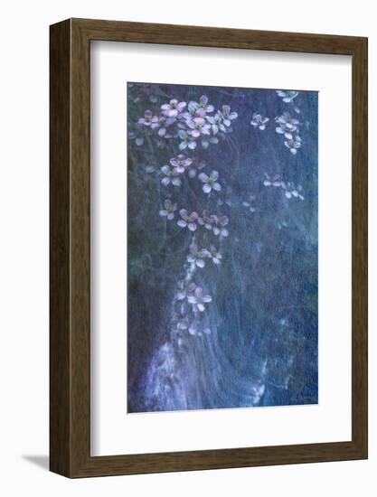Clematis Cascade-Doug Chinnery-Framed Photographic Print