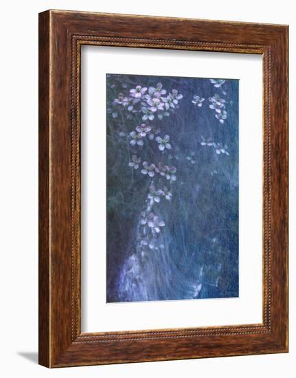 Clematis Cascade-Doug Chinnery-Framed Photographic Print