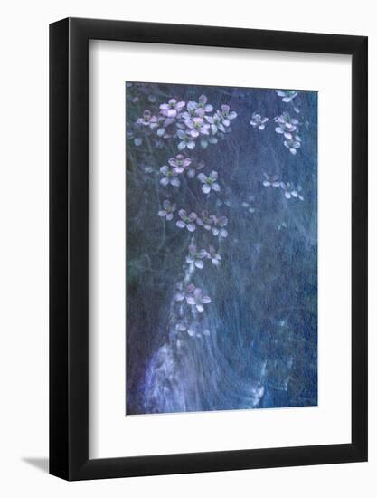 Clematis Cascade-Doug Chinnery-Framed Photographic Print