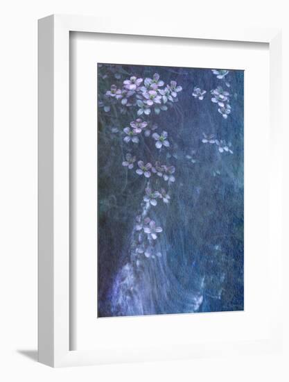 Clematis Cascade-Doug Chinnery-Framed Photographic Print