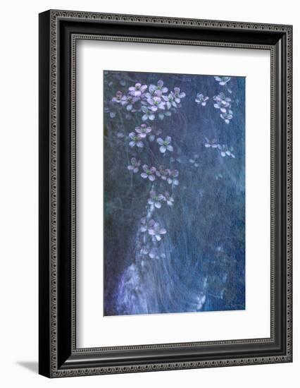 Clematis Cascade-Doug Chinnery-Framed Photographic Print