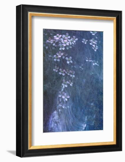 Clematis Cascade-Doug Chinnery-Framed Photographic Print