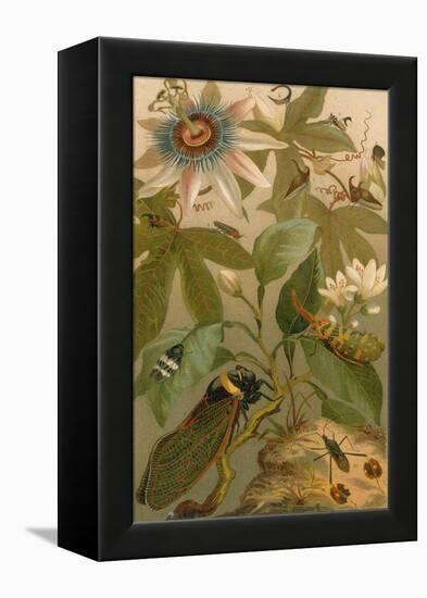 Clematis, Cicada and Beetles, 1894-Science Source-Framed Premier Image Canvas