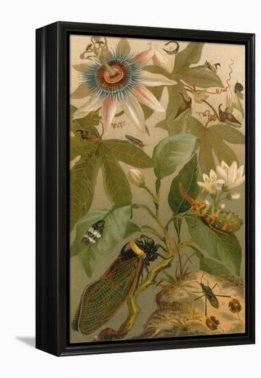 Clematis, Cicada and Beetles, 1894-Science Source-Framed Premier Image Canvas