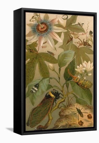 Clematis, Cicada and Beetles, 1894-Science Source-Framed Premier Image Canvas