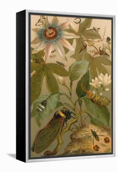 Clematis, Cicada and Beetles, 1894-Science Source-Framed Premier Image Canvas