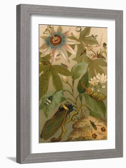 Clematis, Cicada and Beetles, 1894-Science Source-Framed Giclee Print