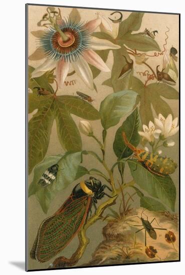 Clematis, Cicada and Beetles, 1894-Science Source-Mounted Giclee Print