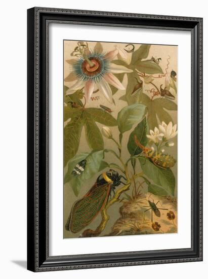 Clematis, Cicada and Beetles, 1894-Science Source-Framed Giclee Print