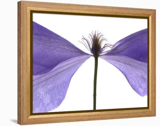 Clematis Float, 2009-Julia McLemore-Framed Premier Image Canvas