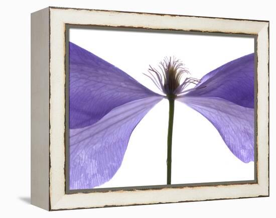 Clematis Float, 2009-Julia McLemore-Framed Premier Image Canvas