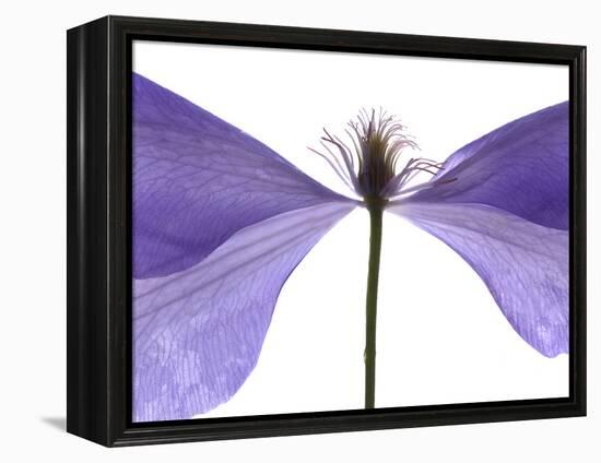 Clematis Float, 2009-Julia McLemore-Framed Premier Image Canvas