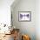 Clematis Float, 2009-Julia McLemore-Framed Photographic Print displayed on a wall