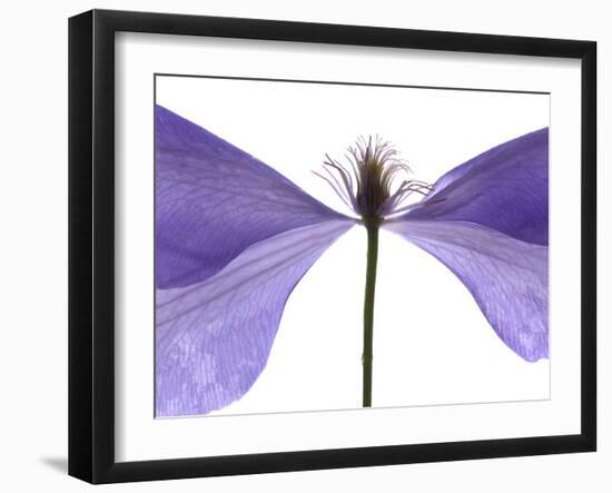 Clematis Float, 2009-Julia McLemore-Framed Photographic Print