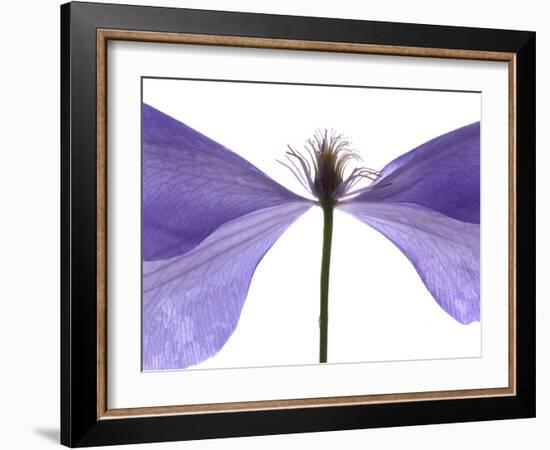 Clematis Float, 2009-Julia McLemore-Framed Photographic Print