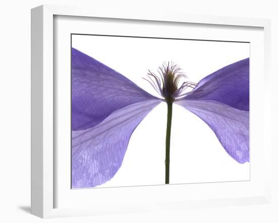 Clematis Float, 2009-Julia McLemore-Framed Photographic Print