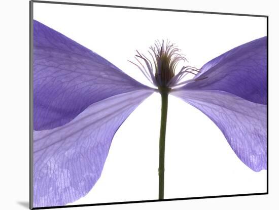 Clematis Float, 2009-Julia McLemore-Mounted Photographic Print