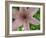 Clematis Flower Closup-Anna Miller-Framed Photographic Print