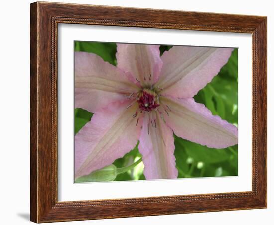 Clematis Flower Closup-Anna Miller-Framed Photographic Print