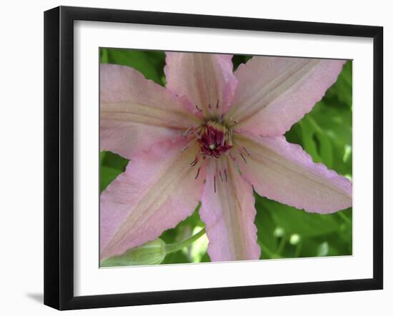 Clematis Flower Closup-Anna Miller-Framed Photographic Print