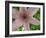 Clematis Flower Closup-Anna Miller-Framed Photographic Print