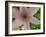 Clematis Flower Closup-Anna Miller-Framed Photographic Print