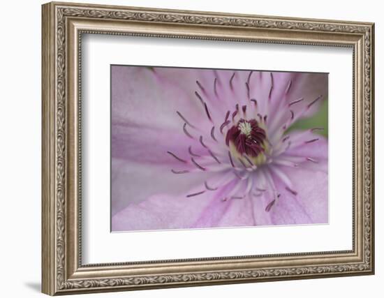 Clematis Flower Detail-Anna Miller-Framed Photographic Print