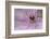 Clematis Flower Detail-Anna Miller-Framed Photographic Print