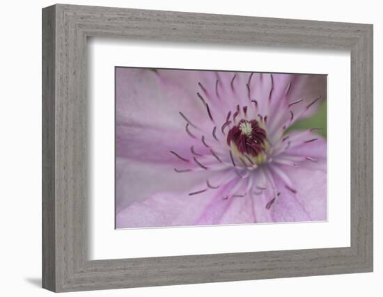 Clematis Flower Detail-Anna Miller-Framed Photographic Print