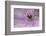 Clematis Flower Detail-Anna Miller-Framed Photographic Print