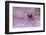 Clematis Flower Detail-Anna Miller-Framed Photographic Print