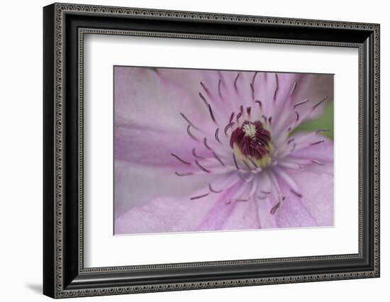 Clematis Flower Detail-Anna Miller-Framed Photographic Print