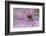 Clematis Flower Detail-Anna Miller-Framed Photographic Print