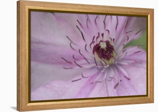 Clematis Flower Detail-Anna Miller-Framed Premier Image Canvas