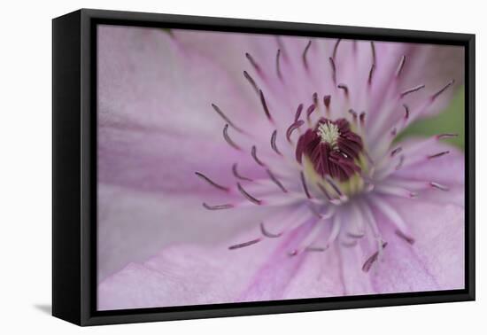 Clematis Flower Detail-Anna Miller-Framed Premier Image Canvas