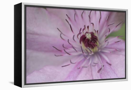 Clematis Flower Detail-Anna Miller-Framed Premier Image Canvas