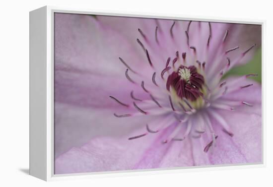 Clematis Flower Detail-Anna Miller-Framed Premier Image Canvas