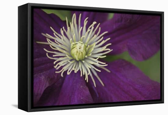 Clematis Flower Detail-Anna Miller-Framed Premier Image Canvas