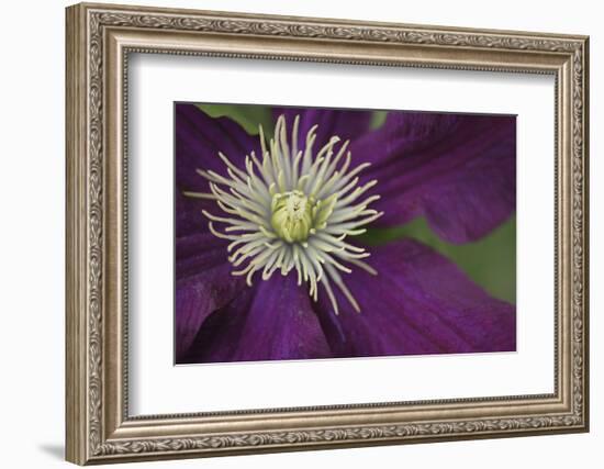 Clematis Flower Detail-Anna Miller-Framed Photographic Print