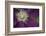 Clematis Flower Detail-Anna Miller-Framed Photographic Print