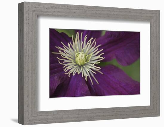 Clematis Flower Detail-Anna Miller-Framed Photographic Print