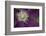 Clematis Flower Detail-Anna Miller-Framed Photographic Print