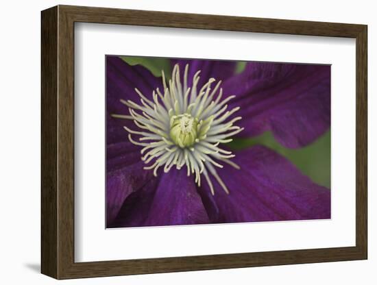 Clematis Flower Detail-Anna Miller-Framed Photographic Print