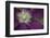 Clematis Flower Detail-Anna Miller-Framed Photographic Print