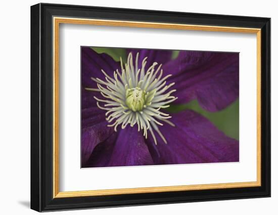 Clematis Flower Detail-Anna Miller-Framed Photographic Print